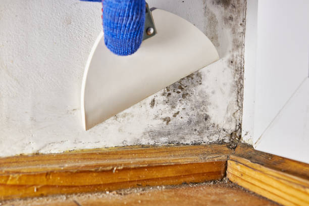  Lake Wazeecha, WI Mold Removal Pros